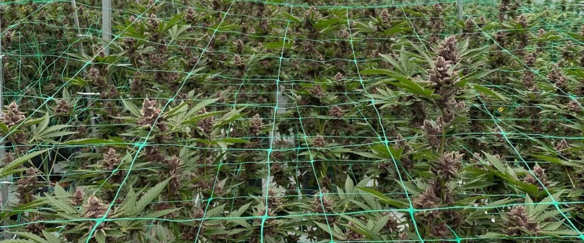 how-many-plants-can-i-grow-with-a-medical-card-in-california