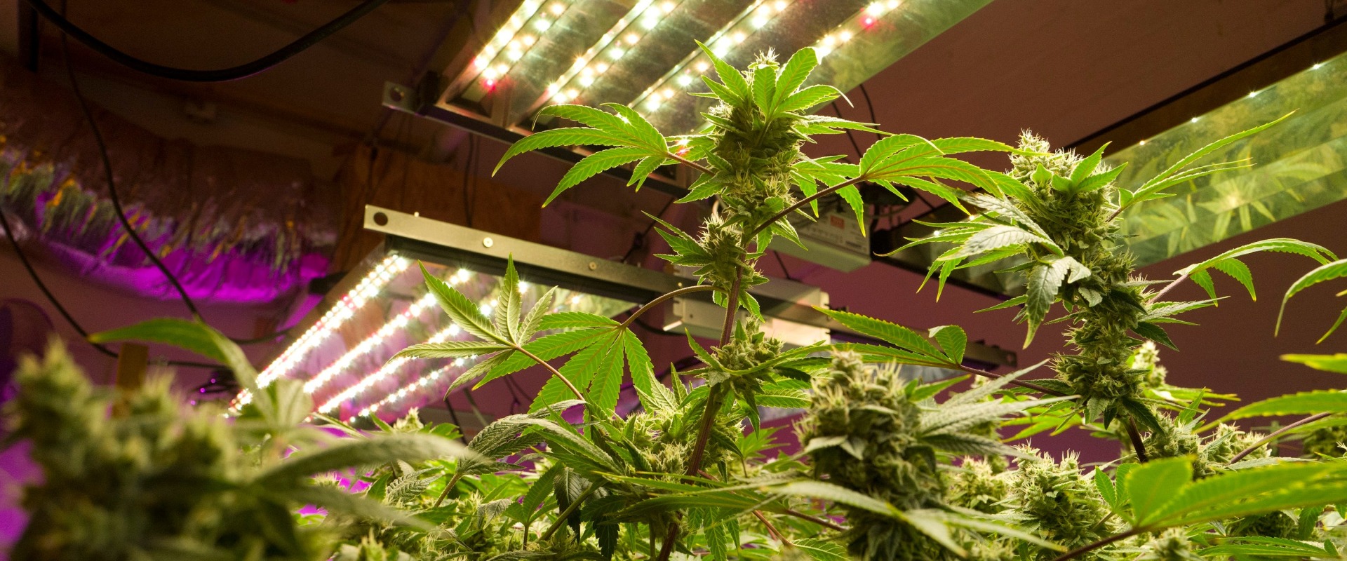 How many plants can you grow with a medical card in missouri?