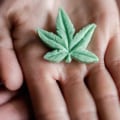 What is medical marijuana card?